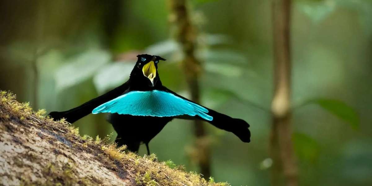 Birds of Paradise (Family: Paradisaeidae)