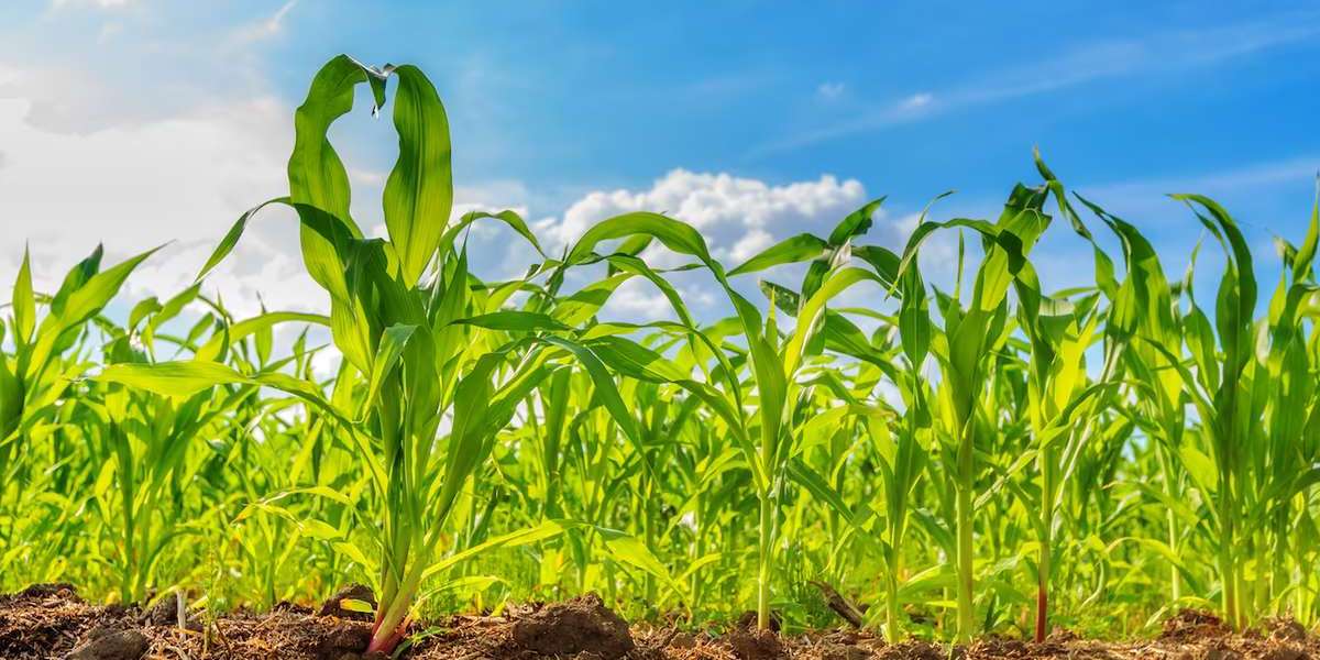 Scientists Listen to Corn Plants Talk to Each Other