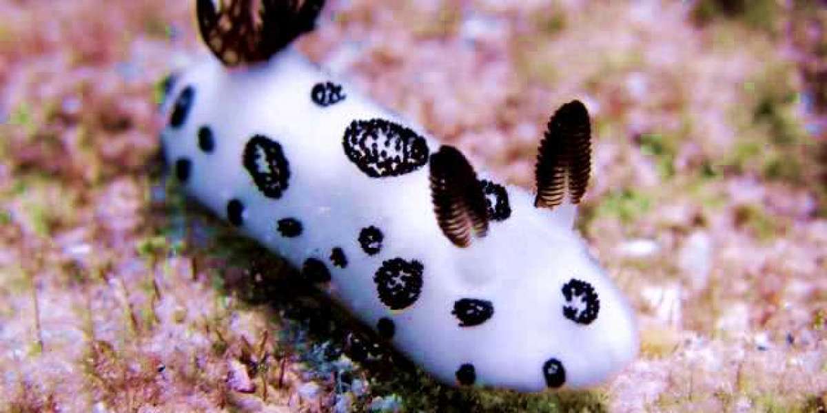The Sea Bunny: The Adorable, Fluffy Underwater Creature