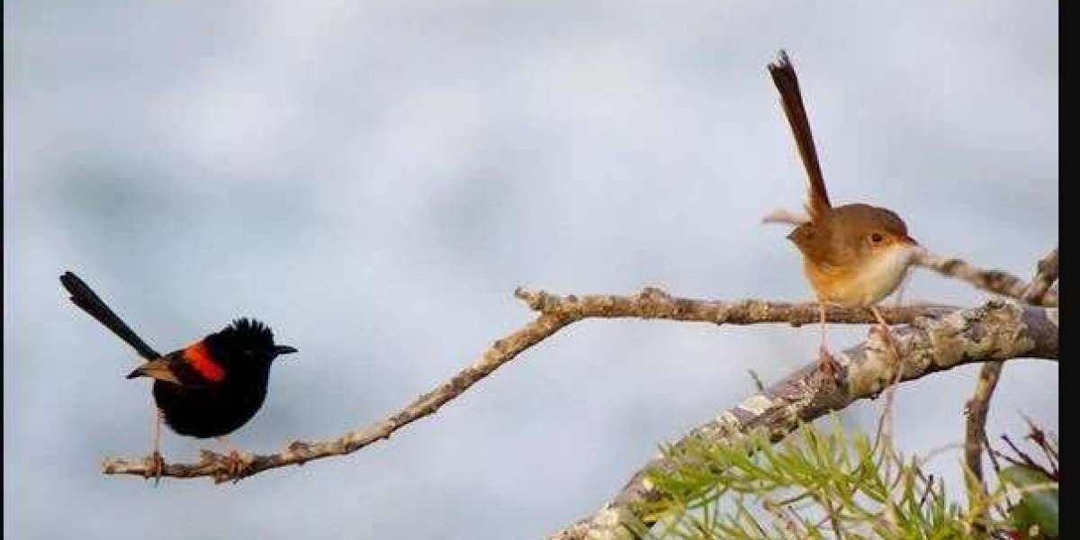 "The Moan Call": A Shared Warning Language Among Birds Across Time and Space