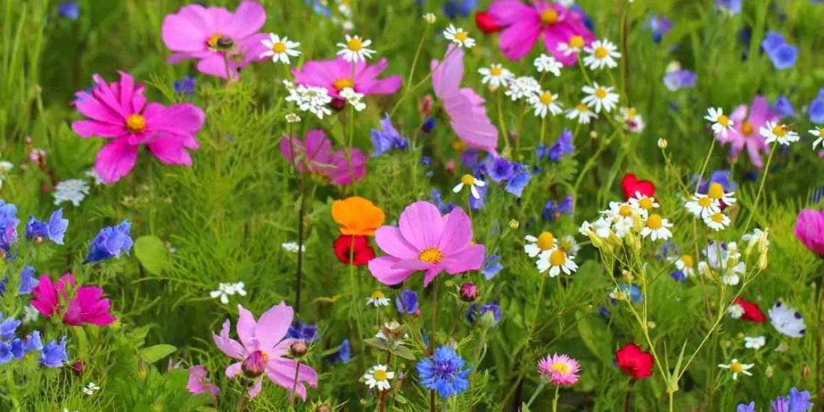 A Rare Desert Miracle: Wildflowers Blanket Chile’s Atacama After Unusual Rains