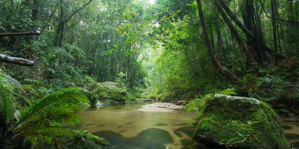 Australia’s Rainforests at a Tipping Point: From Climate Saviors to Carbon Emitters