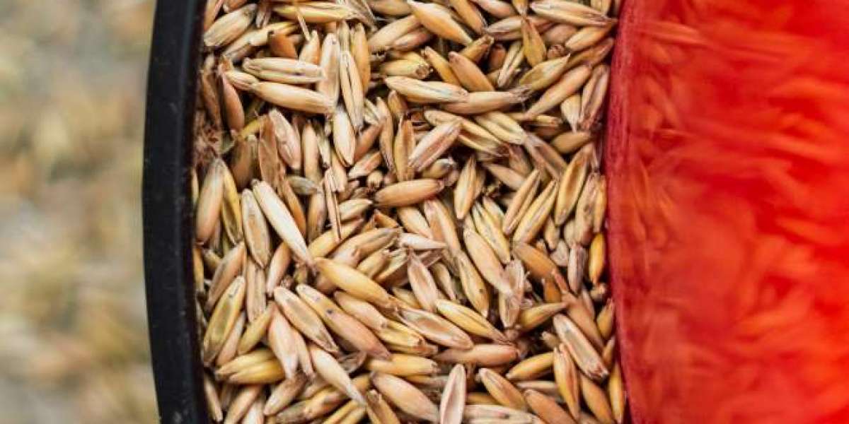 Unlocking Triple Yields: A Hidden Gene Could Revolutionize Wheat Production