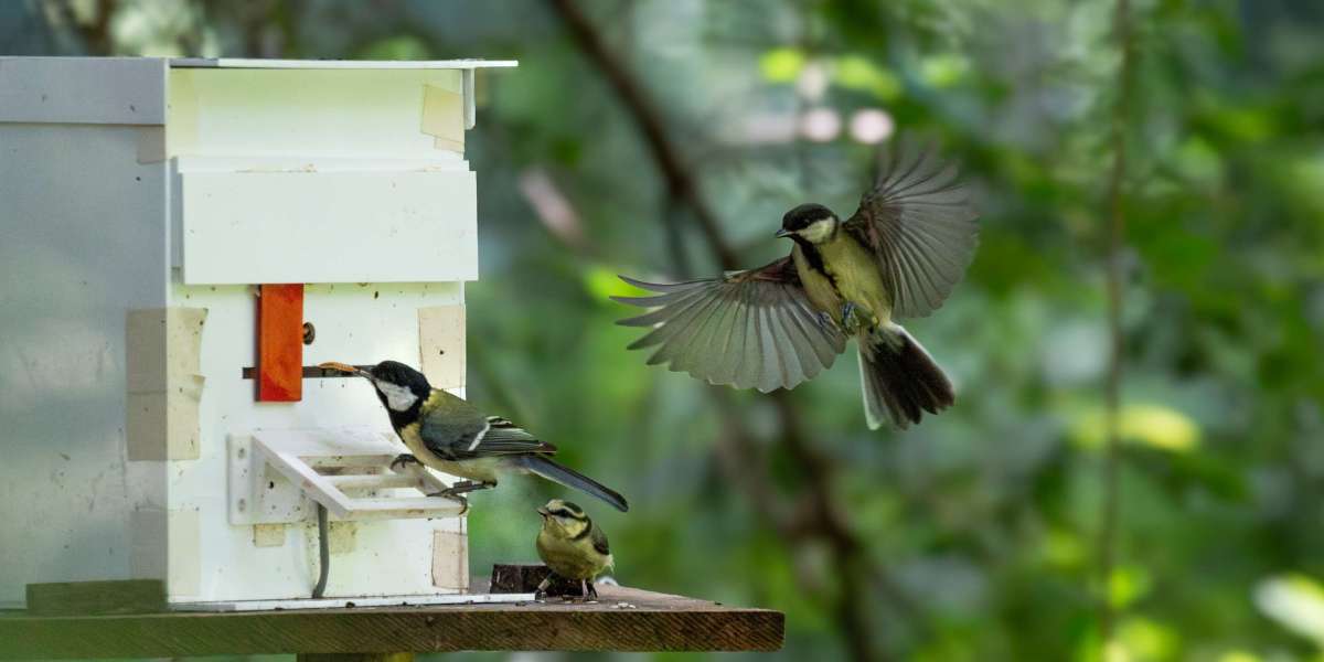 Siblings as Teachers: How Young Songbirds Learn Life Skills from Each Other