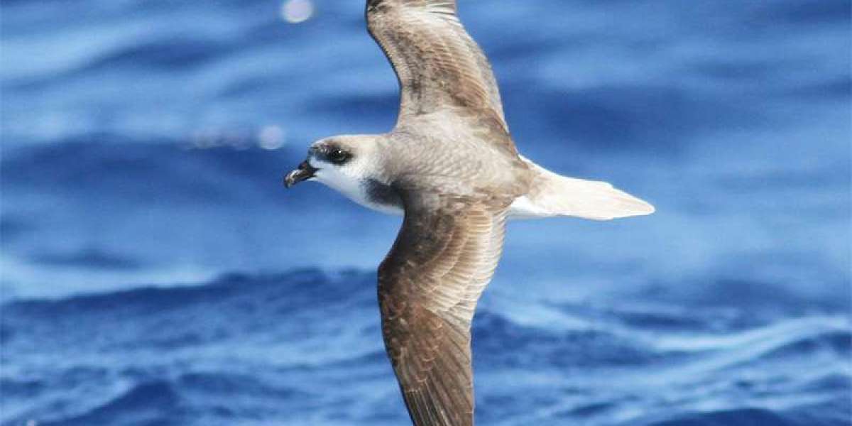 Storm Riders: The Seabirds That Chase Hurricanes for a Feast