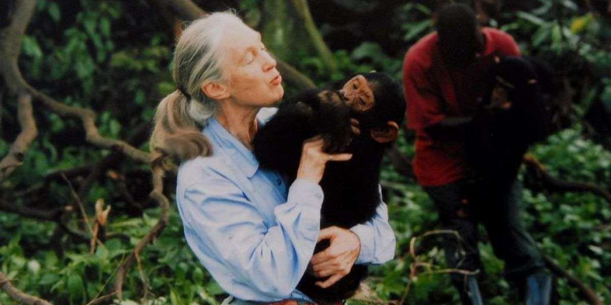 Jane Goodall: The Gentle Disruptor Who Redefined Humanity