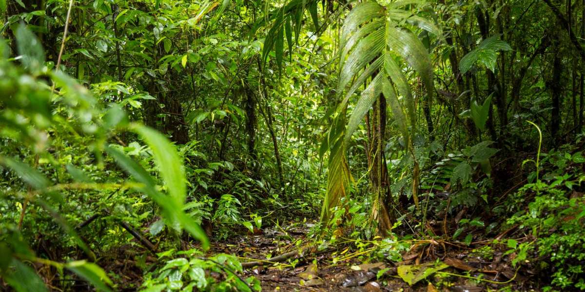 Amazon Protection: The Spiritual and Courageous Fight to Defend the Rainforest