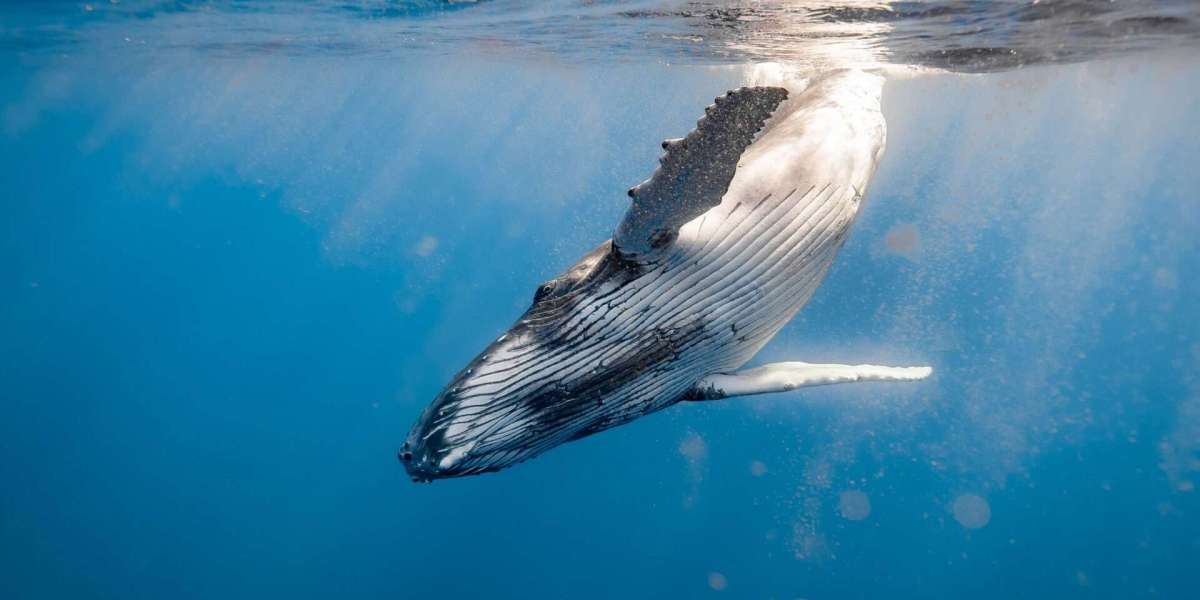 Plastics in the Ocean: How Small Amounts Create Massive Risks for Marine Life