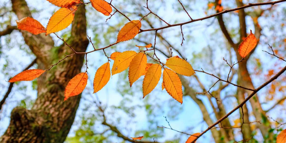 The Mystery of Why Leaves Change Colour in Autumn