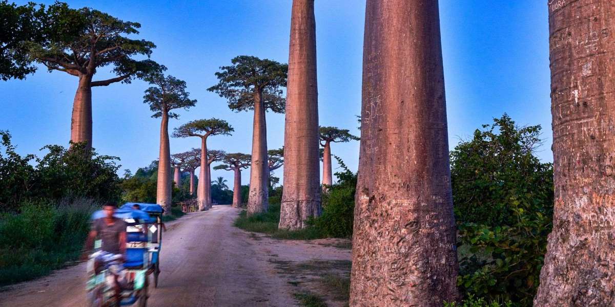The Baobab Tree: Africa’s Timeless Giant of Life, Legend, and Resilience