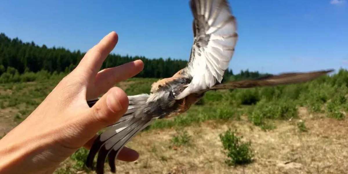 The Stunning Precision of Migratory Birds: A New Look at Their Flight