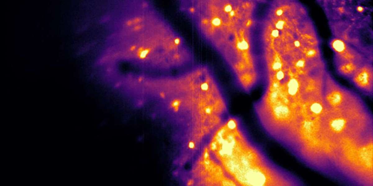 Glowing Neurons: How Bioluminescence is Revolutionizing Brain Imaging in Real Time