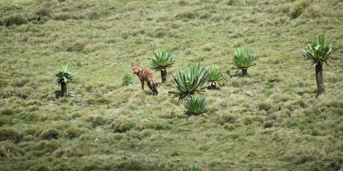 Terefe the Ethiopian Wolf: How Africa’s Rarest Carnivore Was Rescued, Rehabilitated, and Returned to the Wild
