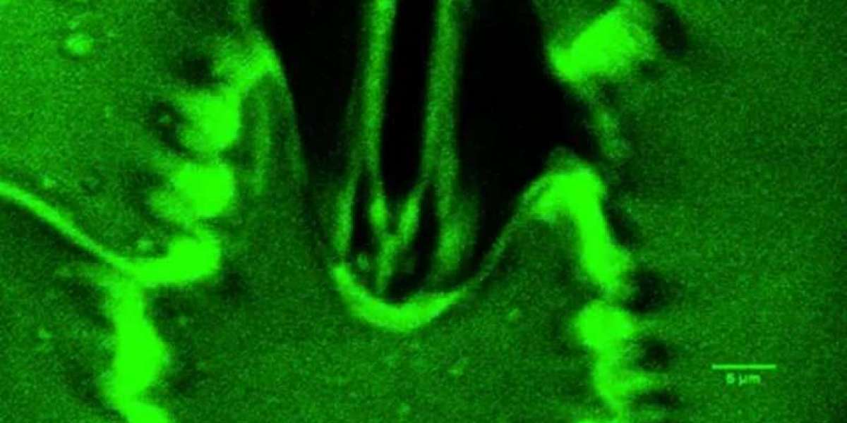 For The First Time, Humans Can Watch Plants 'Breathe': The Breakthrough Changing How We Understand Plant Life