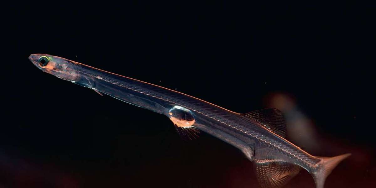 The Bloodless Noodlefish: How an Asian Fish Thrives Without Red Blood Cells