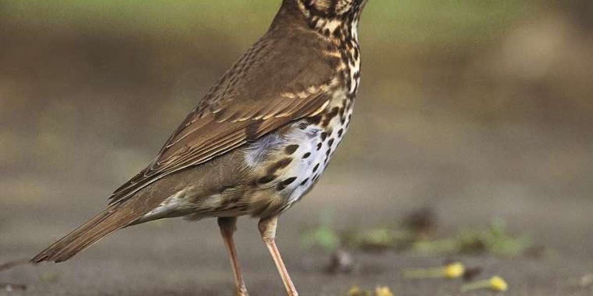 RSPB Garden Birdwatch 2026: How Cold European Winters Are Bringing More Birds to UK Gardens