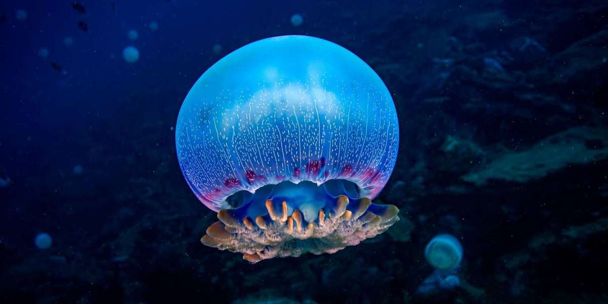 Jellyfish and Sea Anemones Sleep Like Us: New Research Reveals an Ancient Origin of Sleep