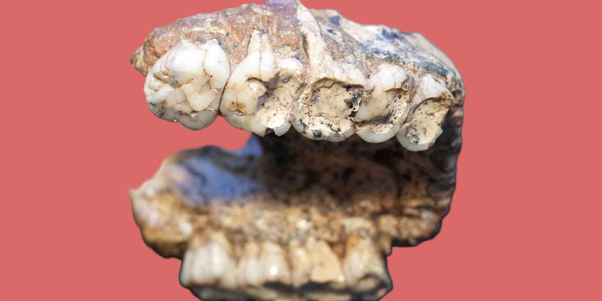 2-Million-Year-Old Teeth Reveal Secrets from the Dawn of Humanity: Ancient Proteins and Enamel Pits Rewrite Human Evolut