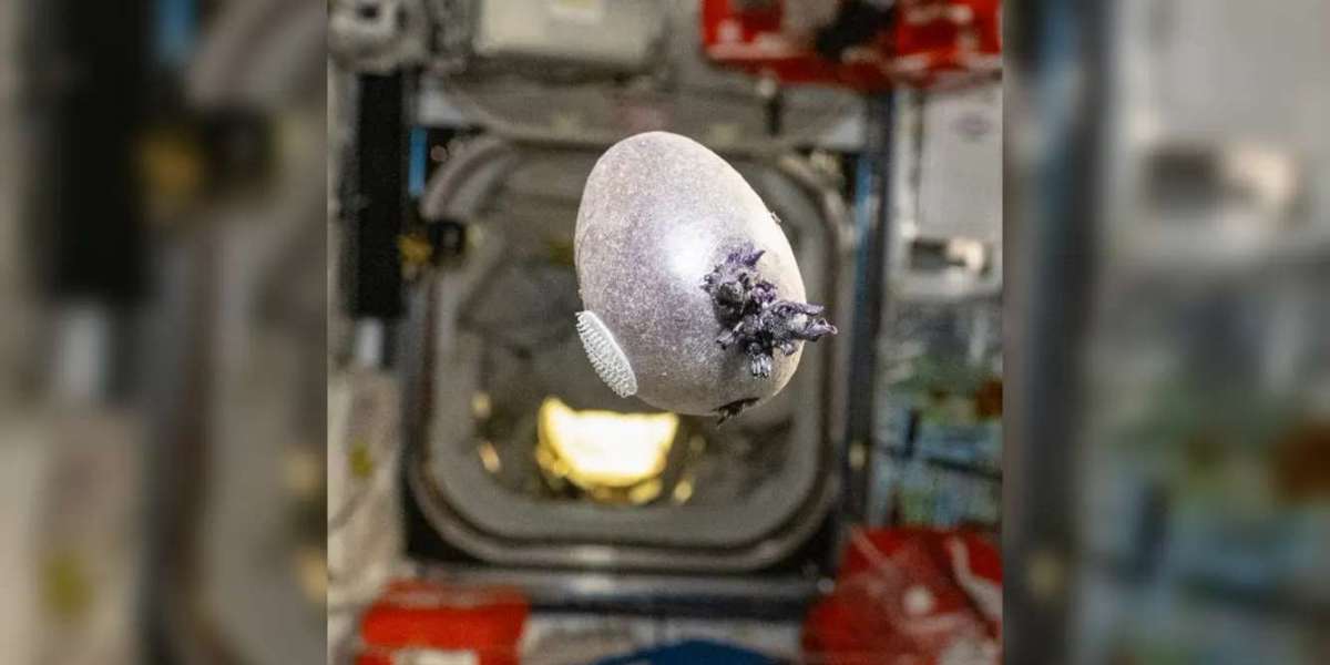 International Space Station: Space Farming Breakthroughs, NASA Experiments, and the Viral “Spudnik-1” Story