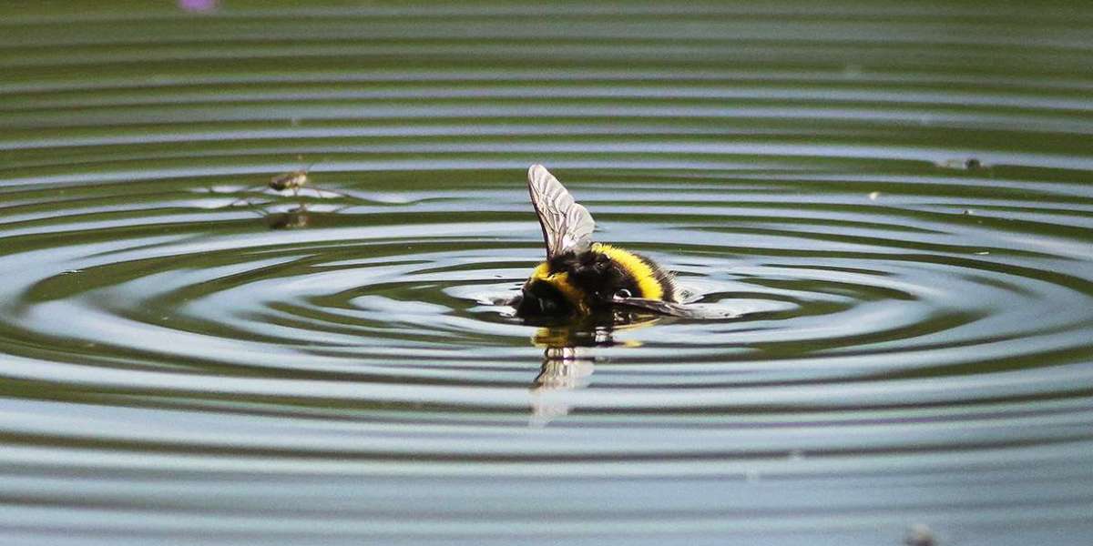 How Bumblebee Queens Survive Underwater for Days: The Science Behind Their Incredible Flood Survival