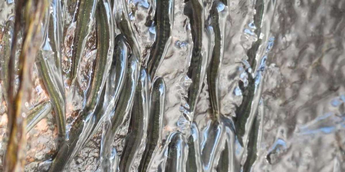 Thousands of Small Fish Defy Gravity: How Shellear Fish Climb Congo’s Luvilombo Waterfall