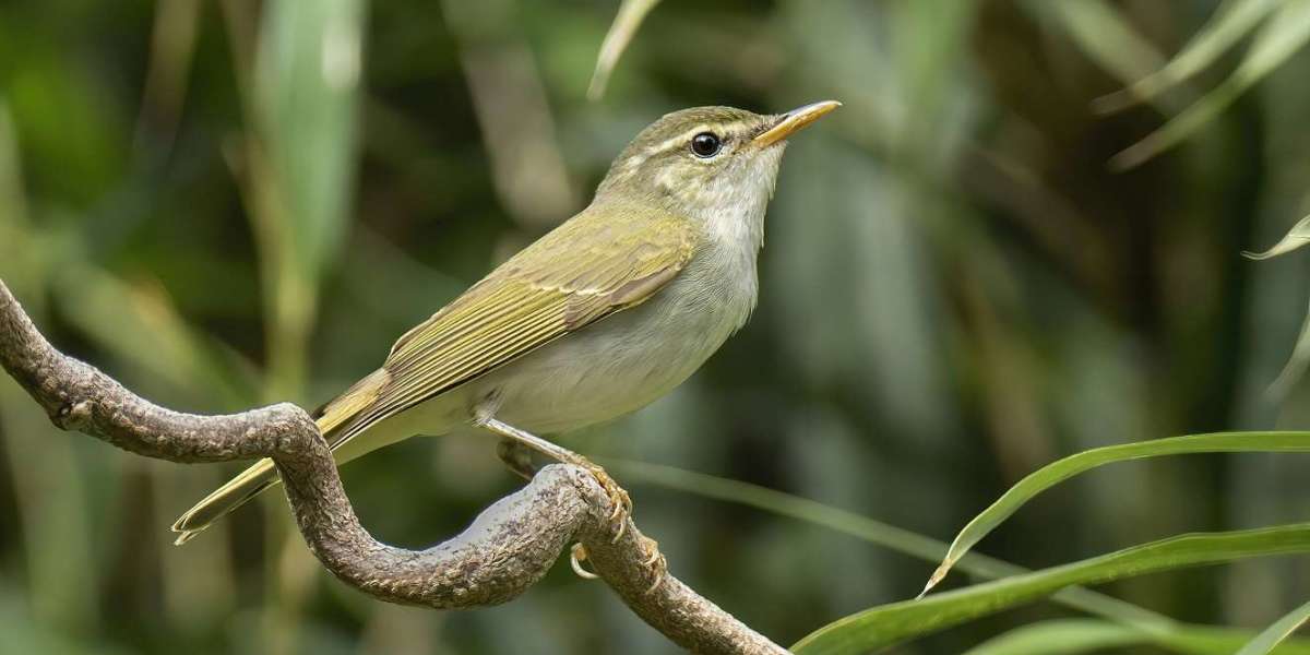 New Rare Bird Species Discovered in Japan: The Tokara Leaf Warbler Reveals Hidden Biodiversity