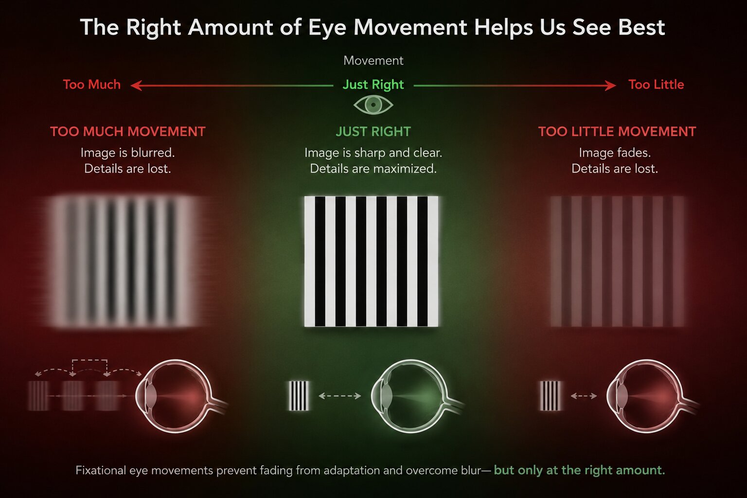 An illustration showing how tiny fixational eye movements affect vision. Too much motion blurs fine details, too little causes images to fade through neural adaptation, while a "just right" amount keeps patterns sharp and stable on the retina. Image generated with AI tools for illustrative purposes. - image source: sciencex.com